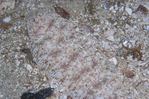 Sand tonguefish (Cynoglossus capensis) — Cynoglossidae — 3