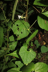 Cyclanthera peruana