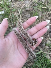Populus tremula