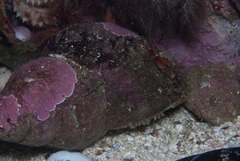 Lugubrilaria lugubris