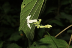Cyclanthera peruana