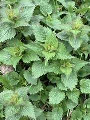 Lamium album