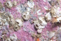 Notomegabalanus algicola