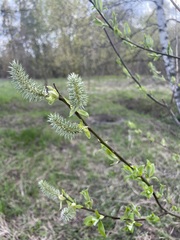 Salix caprea
