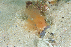 Thyone aurea
