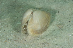 Mactra glabrata