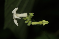 Cyclanthera peruana