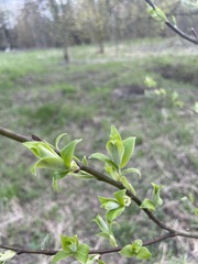 Salix caprea