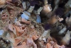 Pseudopotamilla reniformis