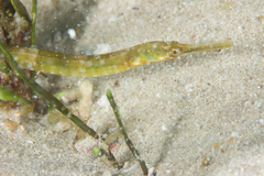 Syngnathus temminckii