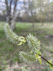 Salix caprea