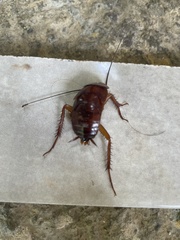 Blattodea