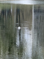 Chroicocephalus ridibundus