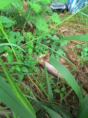 Ypthima multistriata