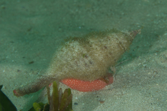 Africofusus ocelliferus
