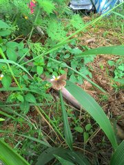 Ypthima multistriata