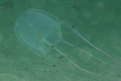 Carybdea murrayana