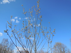 Salix caprea