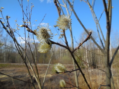 Salix caprea