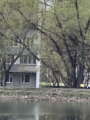 Chroicocephalus ridibundus