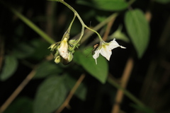 Solanum caripense