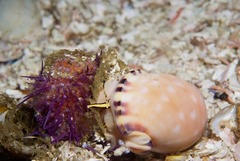 Semicassis zeylanica