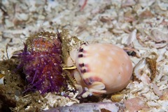 Semicassis zeylanica