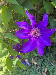 Clematis viticella