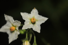 Solanum caripense