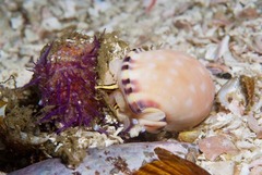 Semicassis zeylanica