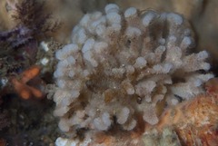 Gigantopora polymorpha