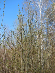 Salix caprea