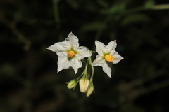 Solanum caripense