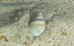 Bullia laevissima