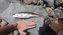 Lagocephalus sceleratus