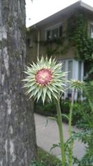 Carduus nutans