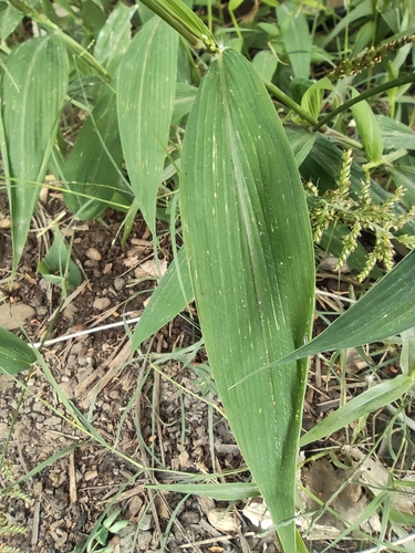 East Indian bristlegrass (Setaria barbata)