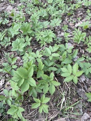 Aegopodium podagraria