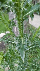 Carduus nutans
