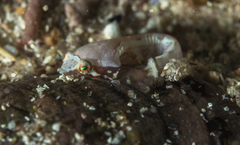 Apletodon pellegrini