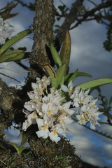 Rodriguezia bracteata