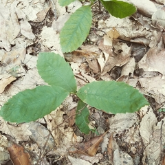 Castanea pumila
