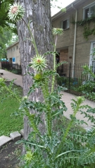 Carduus nutans