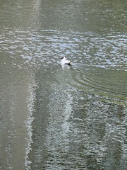 Chroicocephalus ridibundus