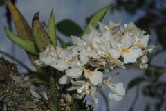 Rodriguezia bracteata