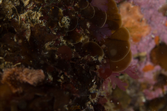 Exallosorus harveyanus