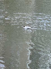 Chroicocephalus ridibundus