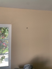 Phidippus audax