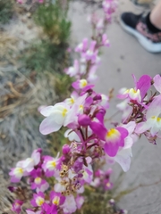 Linaria maroccana