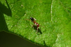 Crematogaster laeviuscula